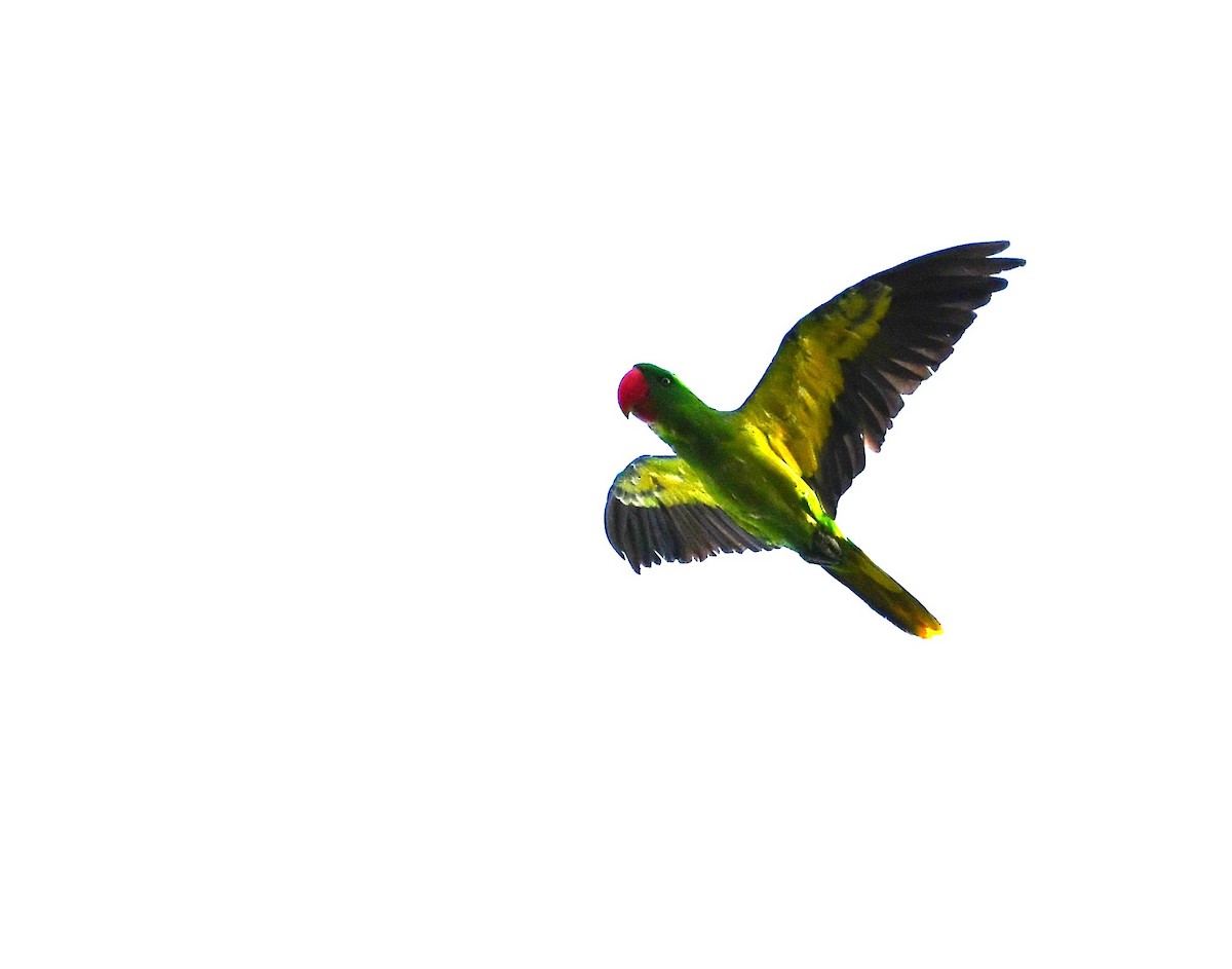 Great-billed Parrot - Philippe Loyoddin