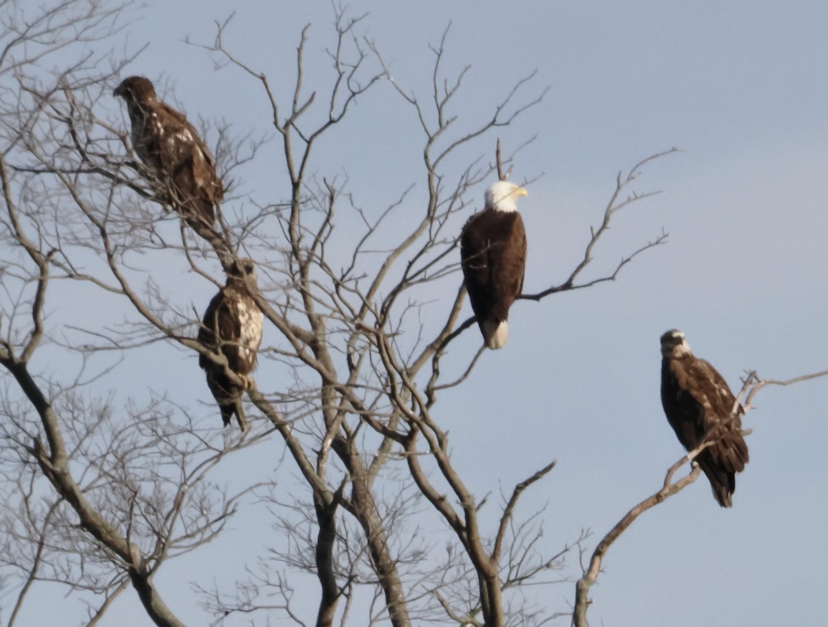 Bald Eagle - ML616559216