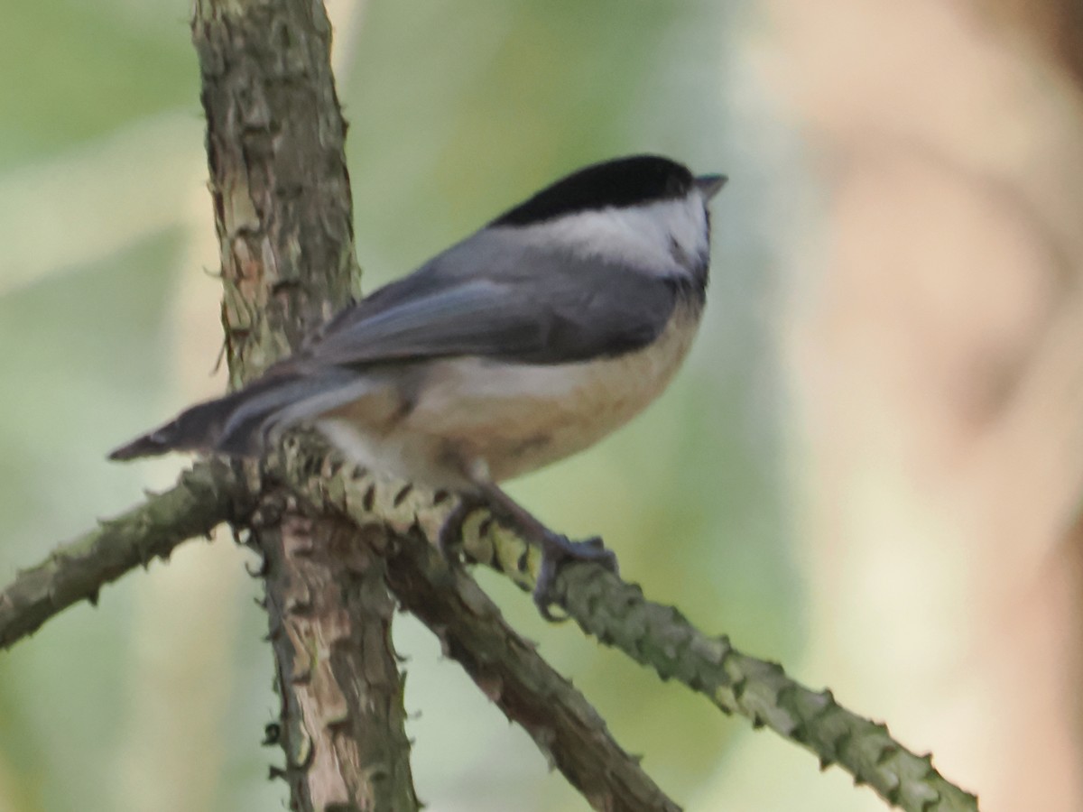 Carolina Chickadee - ML616559221