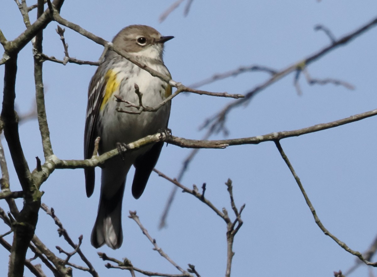 Yellow-rumped Warbler - ML616559237