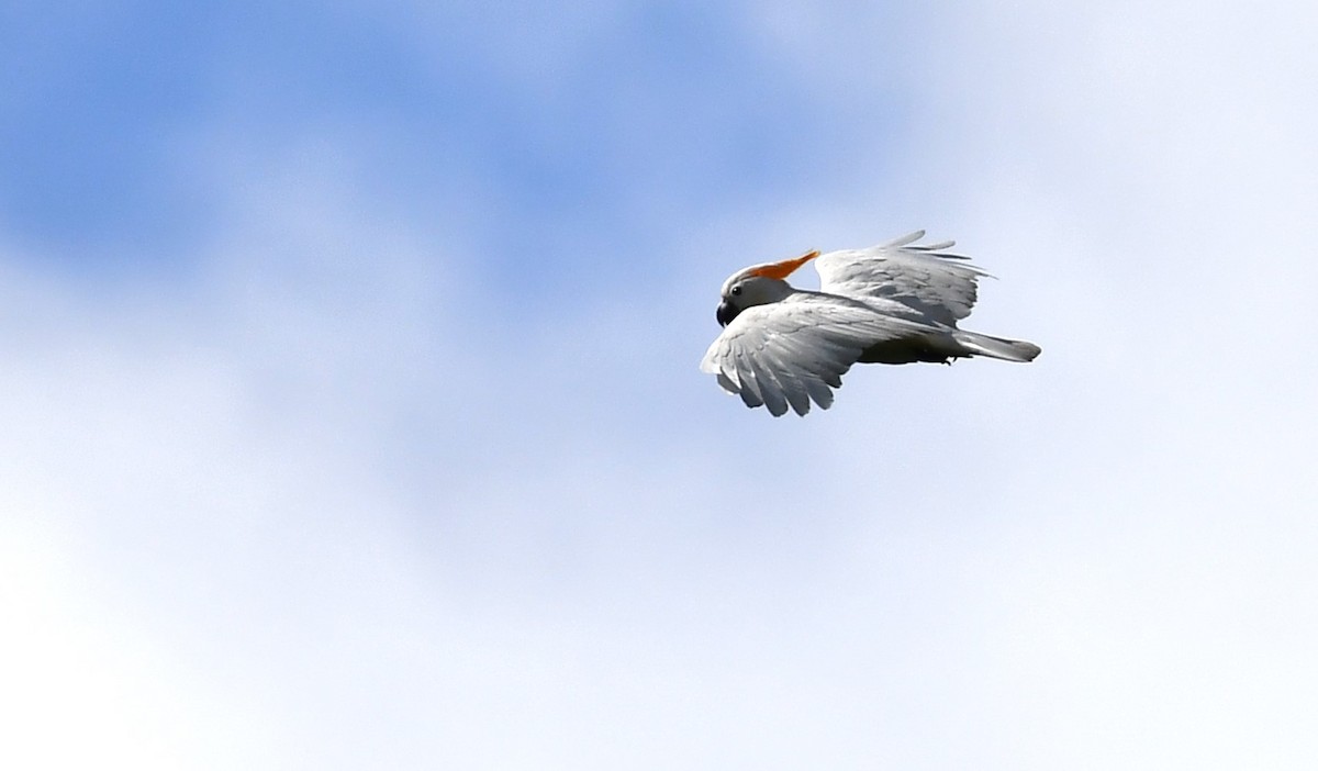 Citron-crested Cockatoo - ML616559266