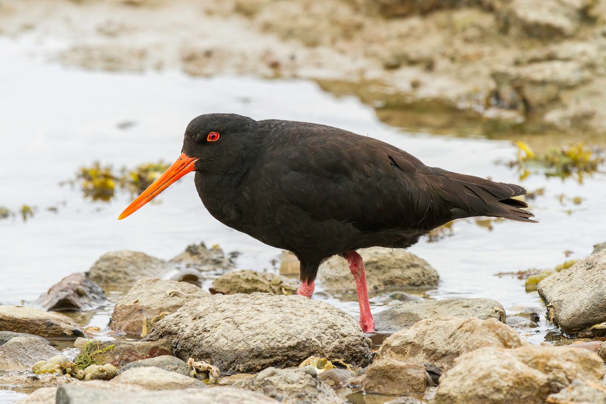 Variable Oystercatcher - ML616559281