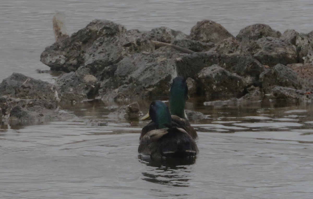 Mallard (Domestic type) - ML616559316