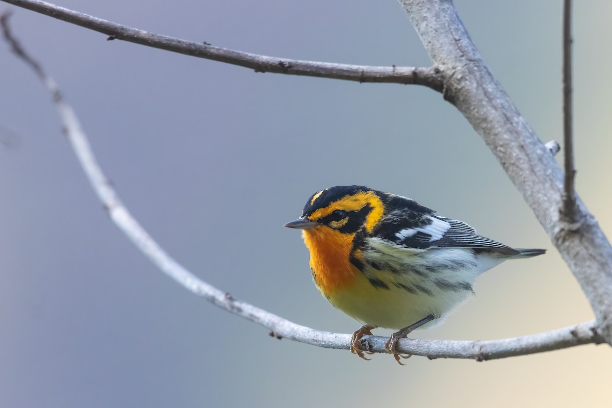 Blackburnian Warbler - ML616559317