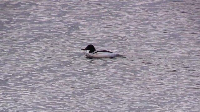 Common Merganser - ML616559320