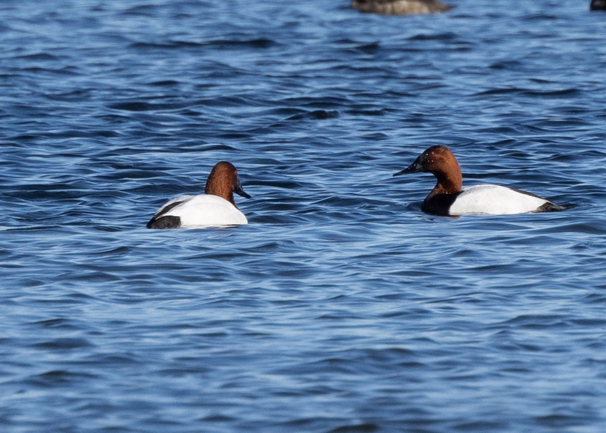 Canvasback - Daniel Blower