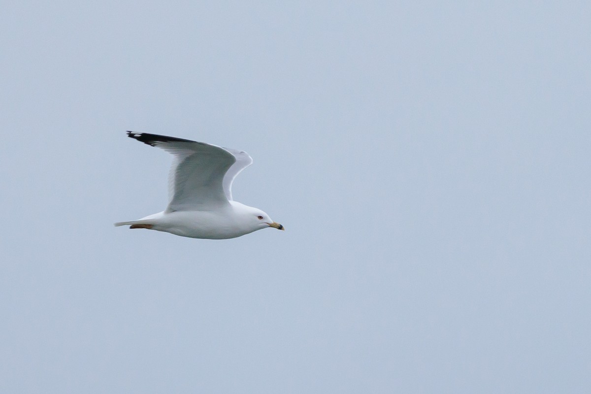 Ring-billed Gull - ML616559352