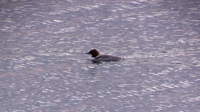 Common Merganser - ML616559484