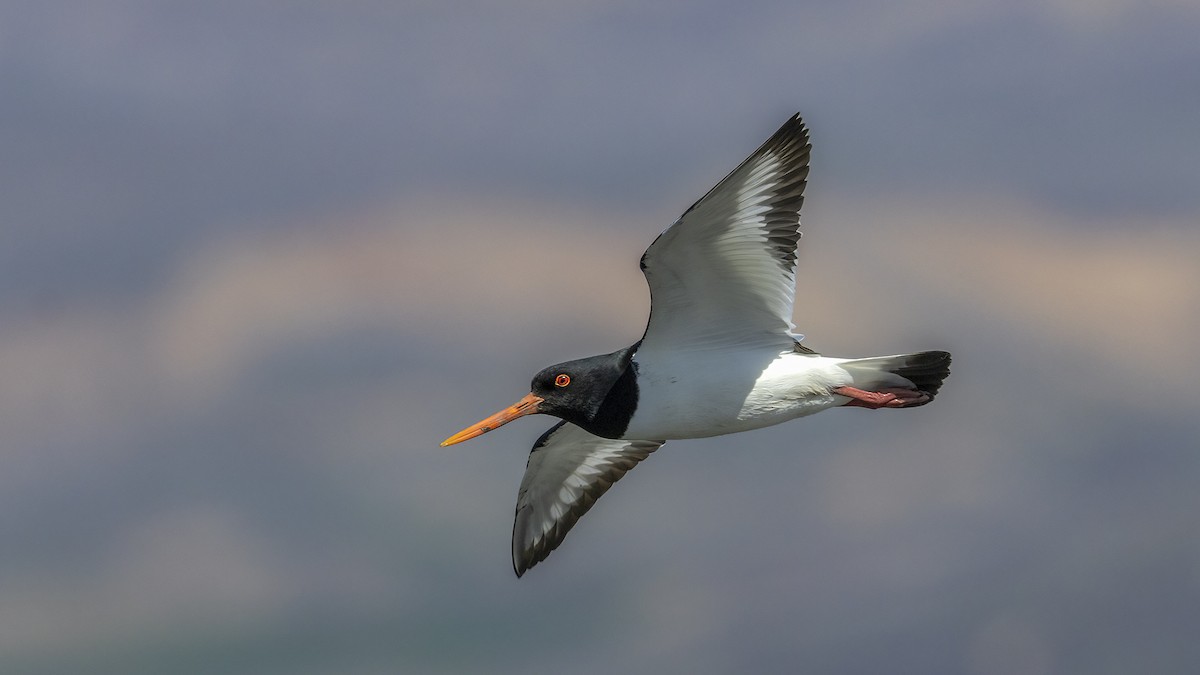 Eurasian Oystercatcher - ML616559495