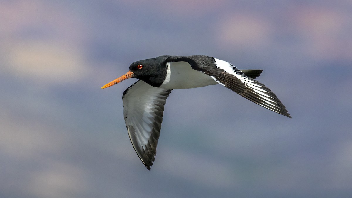 Eurasian Oystercatcher - ML616559496