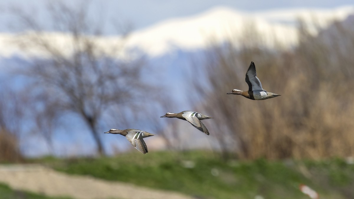 Garganey - ML616559506