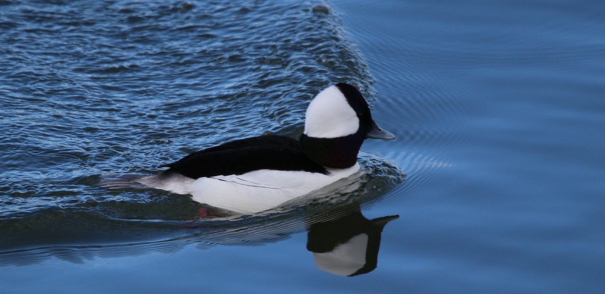 Bufflehead - ML616559529