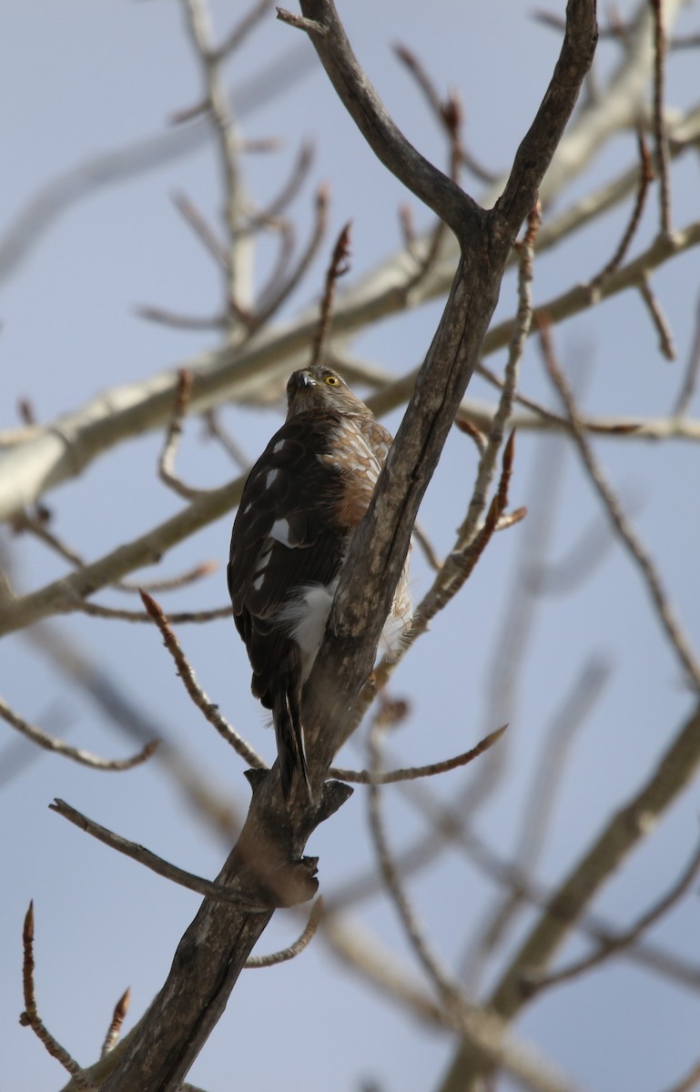 Sharp-shinned Hawk - ML616559560