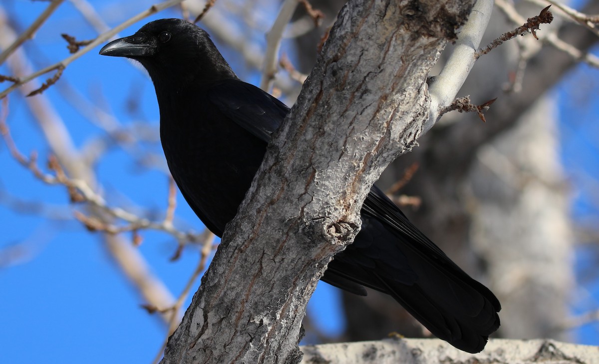 American Crow - ML616559600