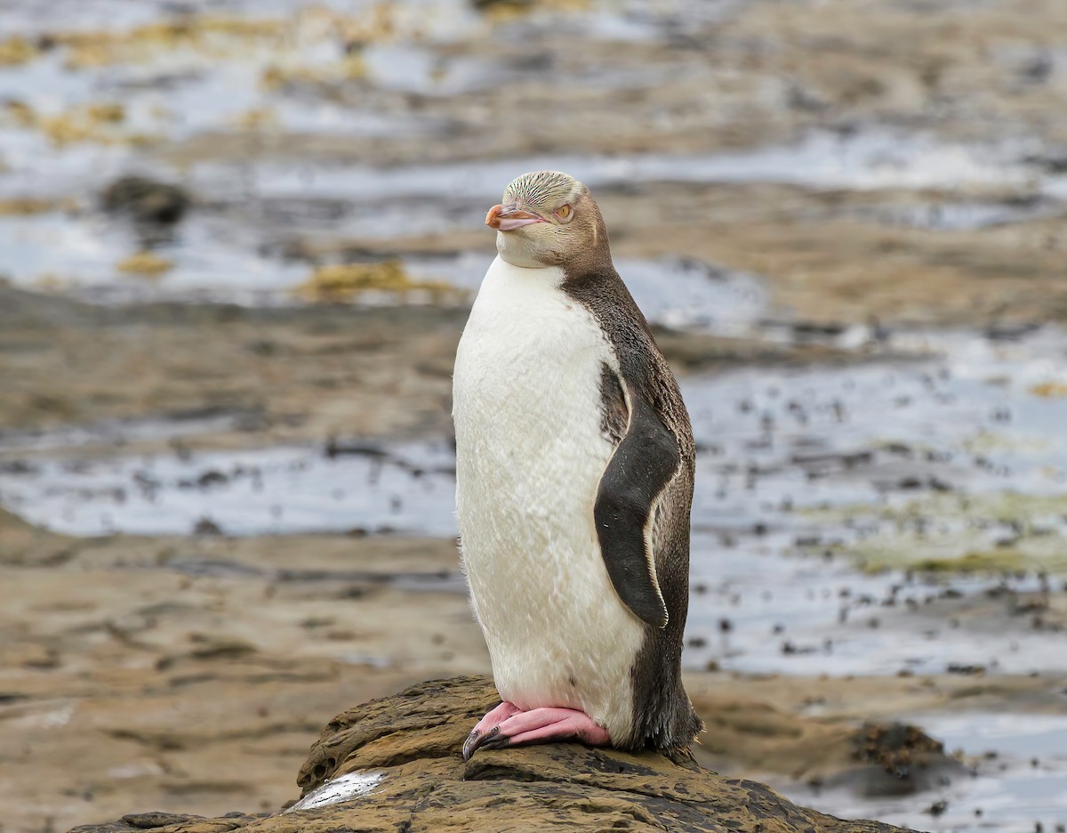 Yellow-eyed Penguin - ML616559604