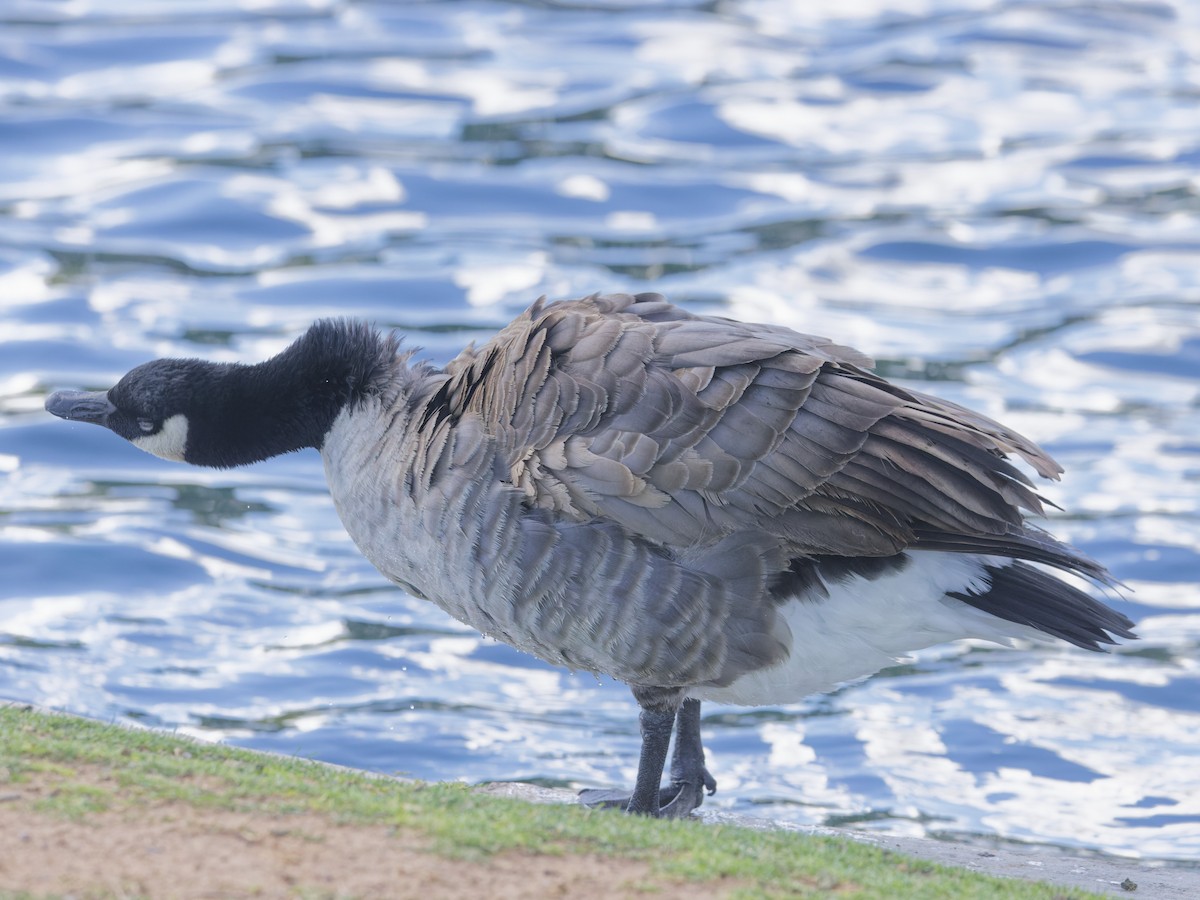 Canada Goose - Angus Wilson