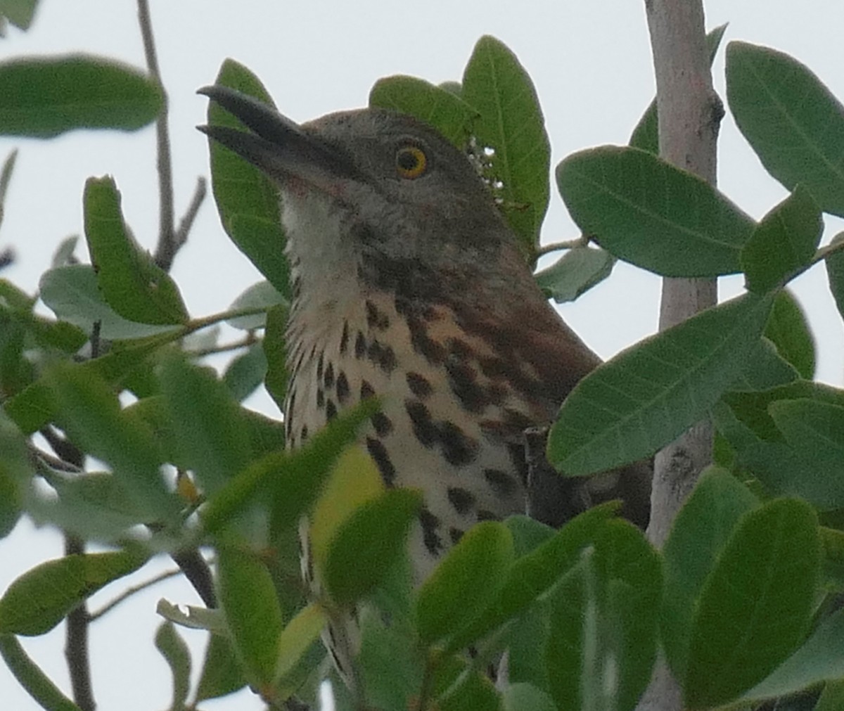 Brown Thrasher - ML616559666