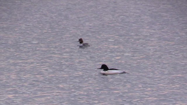 Common Merganser - ML616559669