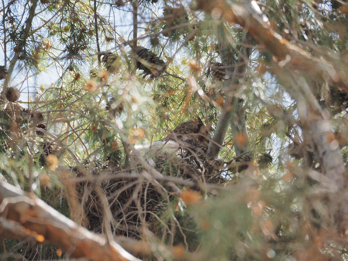 Great Horned Owl - ML616559679