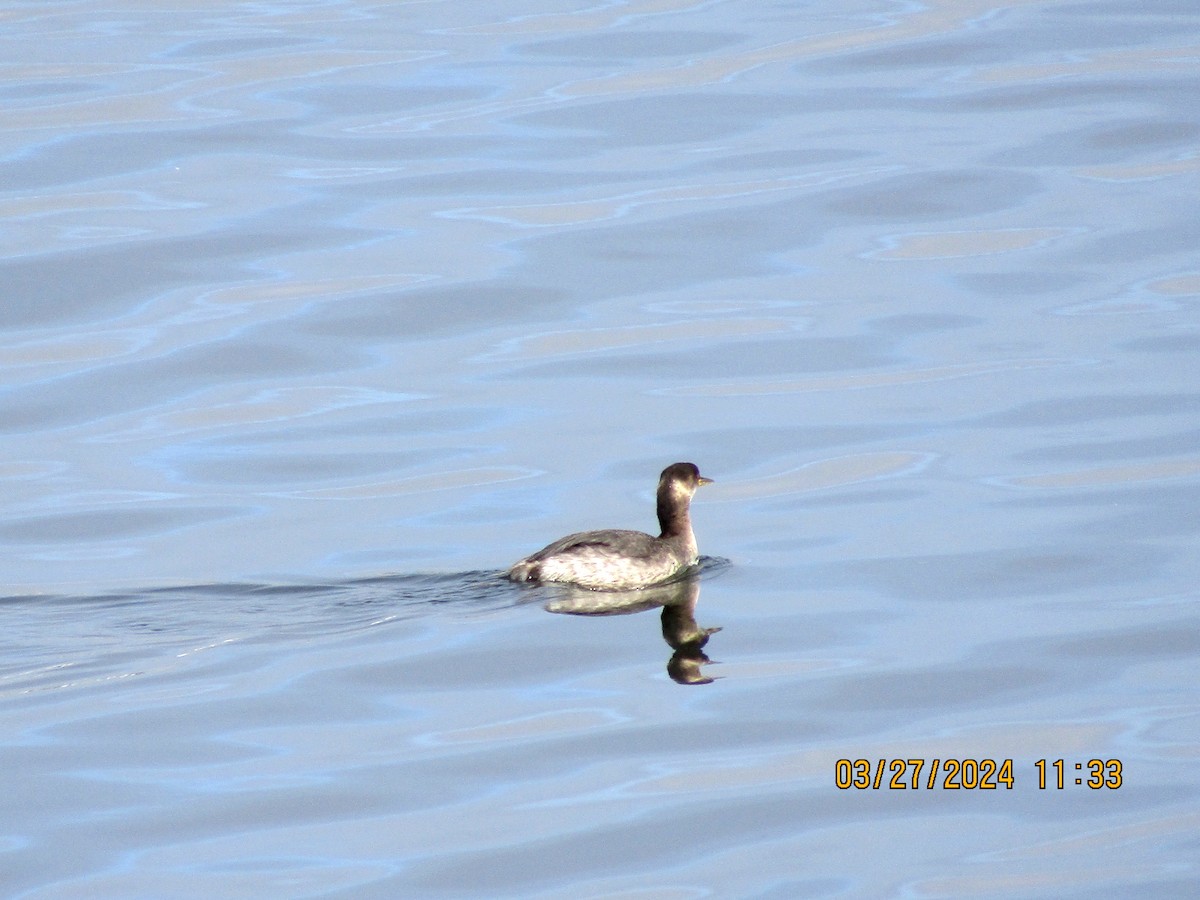 Red-necked Grebe - ML616559787