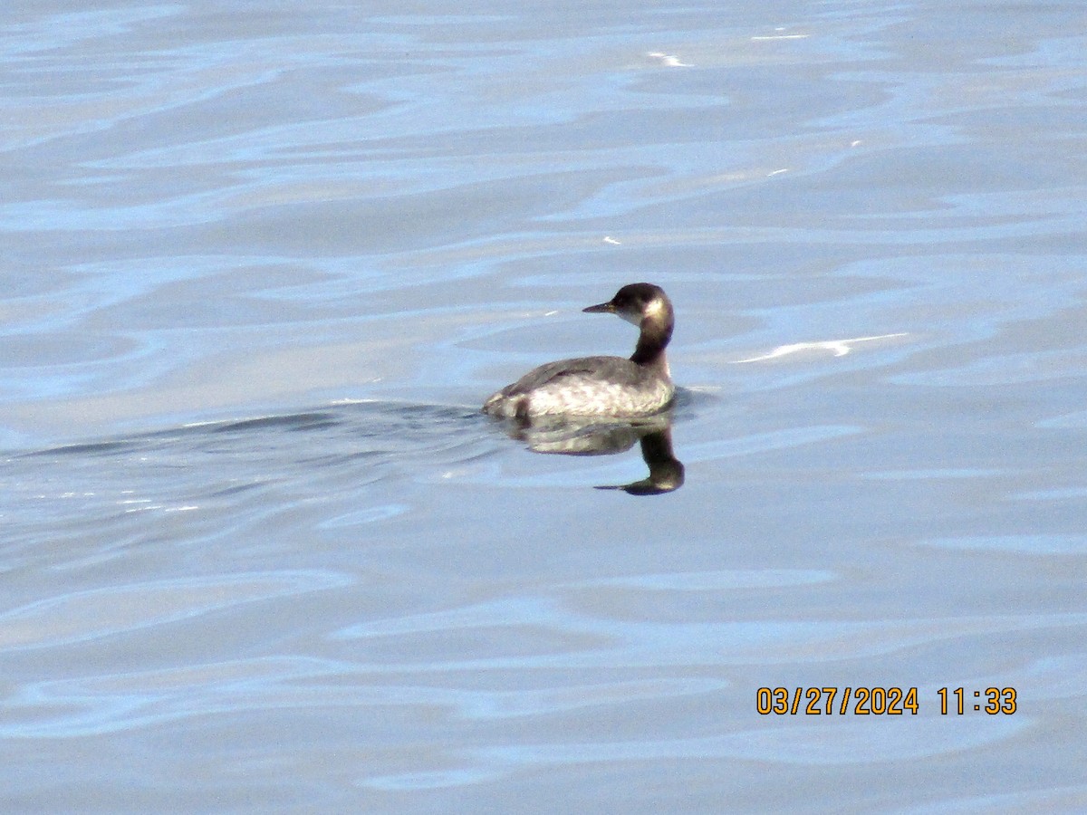 Red-necked Grebe - ML616559788