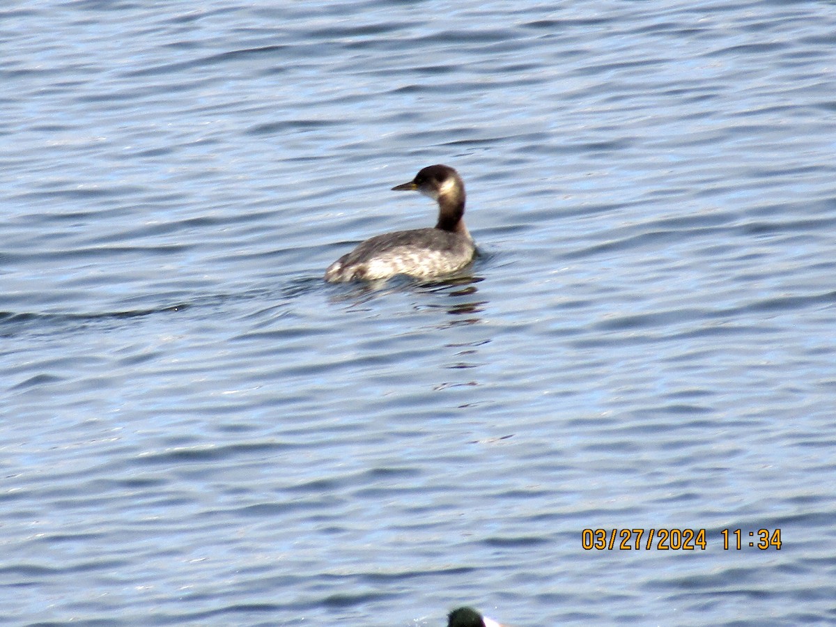 Red-necked Grebe - ML616559789
