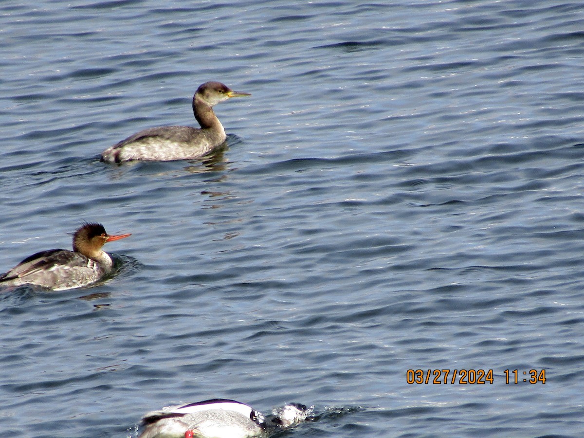 Red-necked Grebe - ML616559790