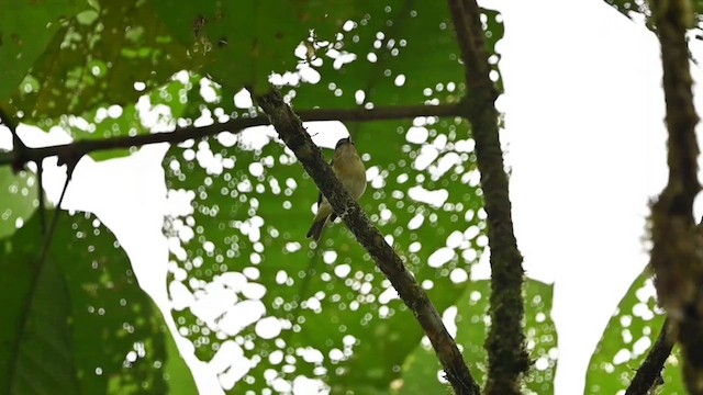 Vireo del Chocó - ML616559830