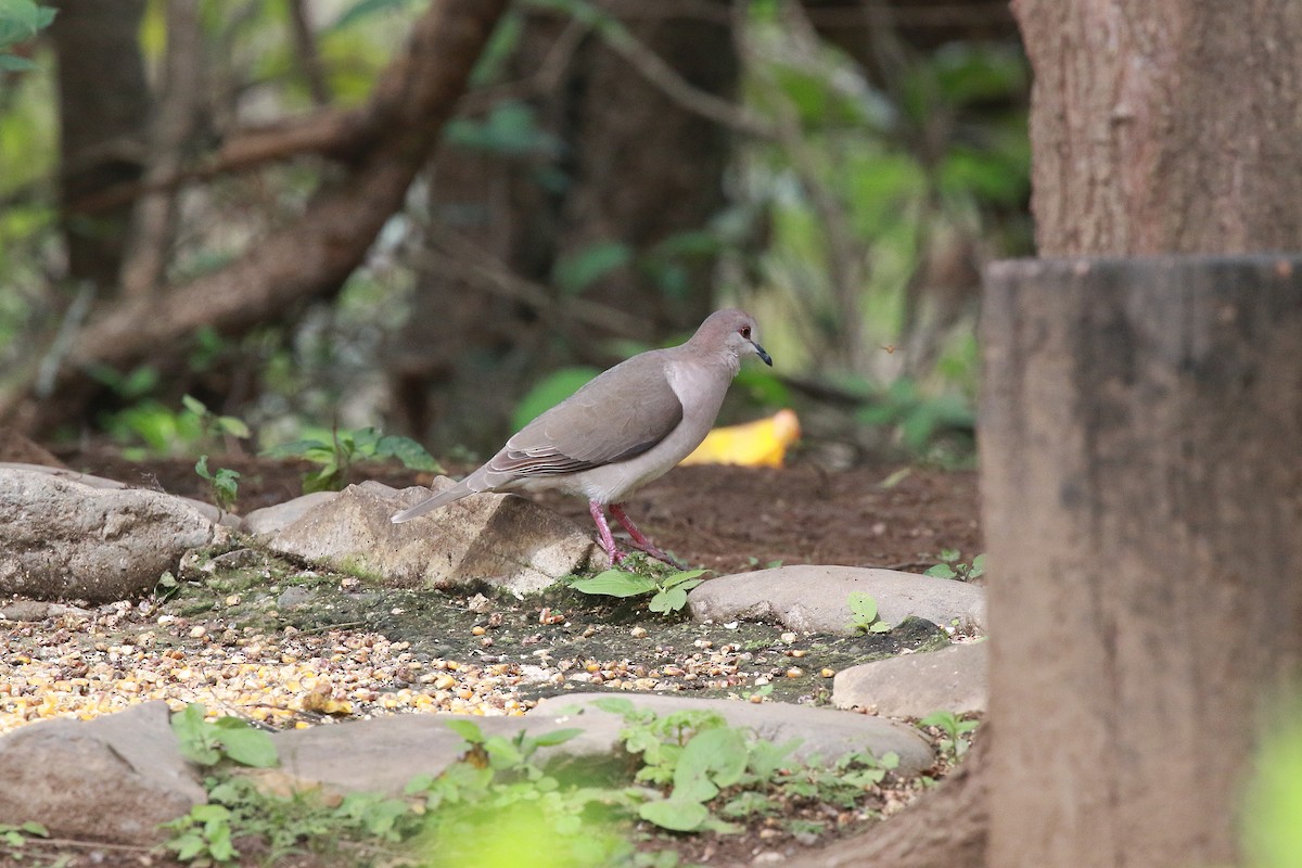 White-tipped Dove (decolor) - ML616559852