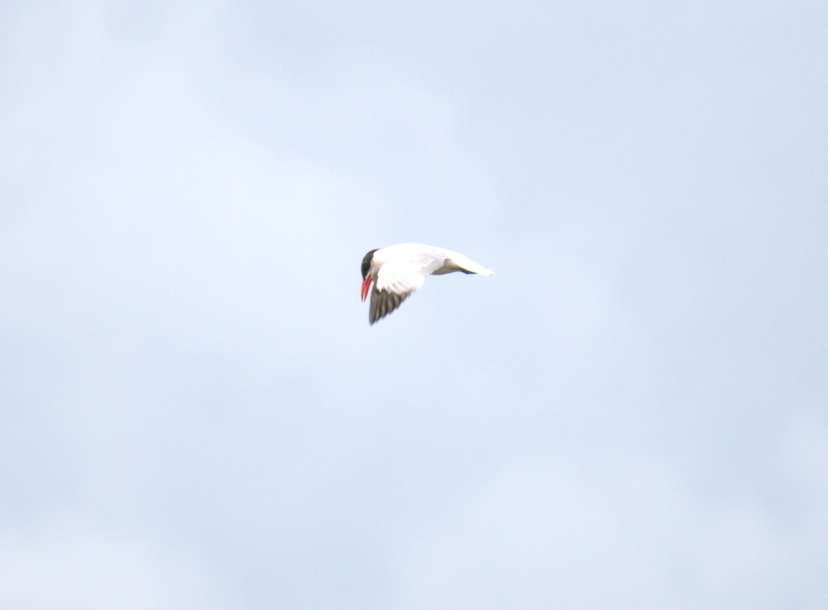 Caspian Tern - ML616559858