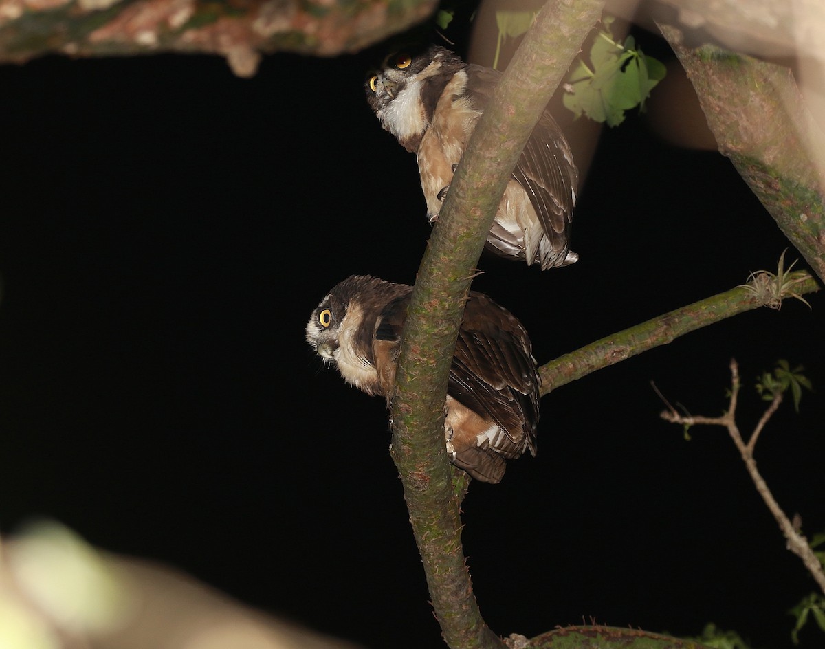 Spectacled Owl - ML616559864