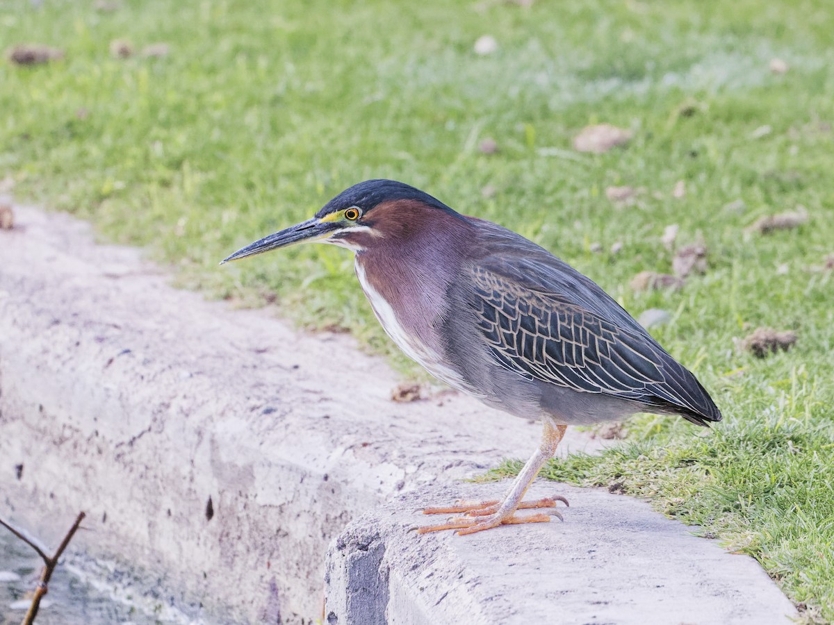 Green Heron - Angus Wilson