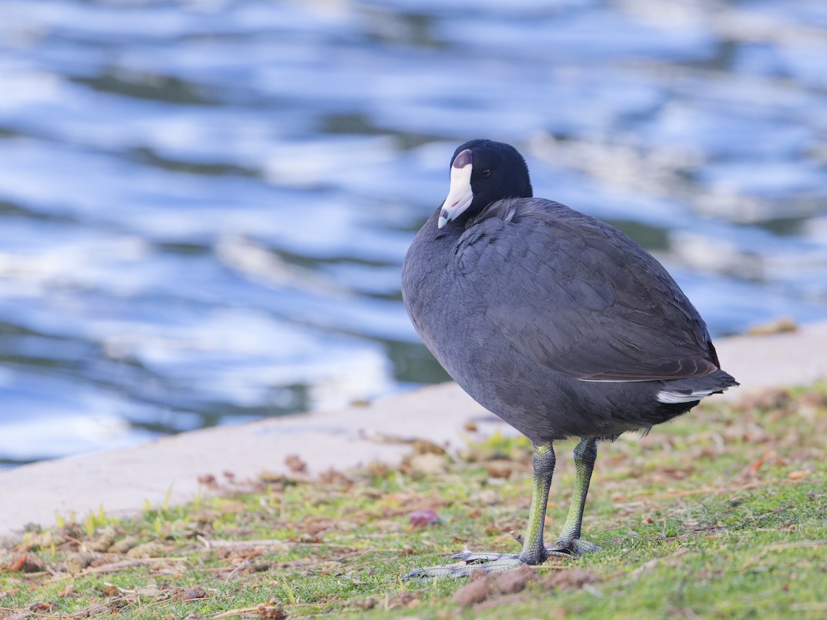 American Coot - ML616559923