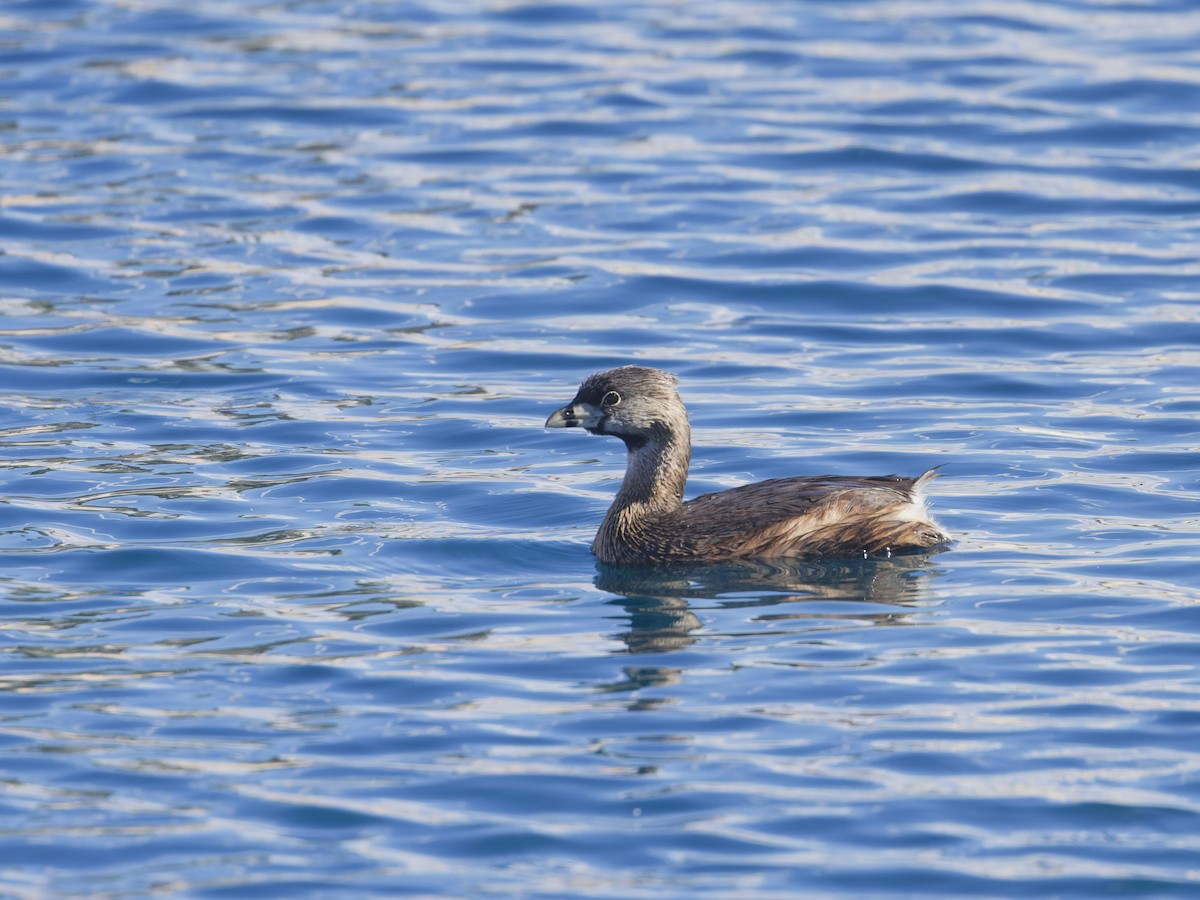 Pied-billed Grebe - ML616559966