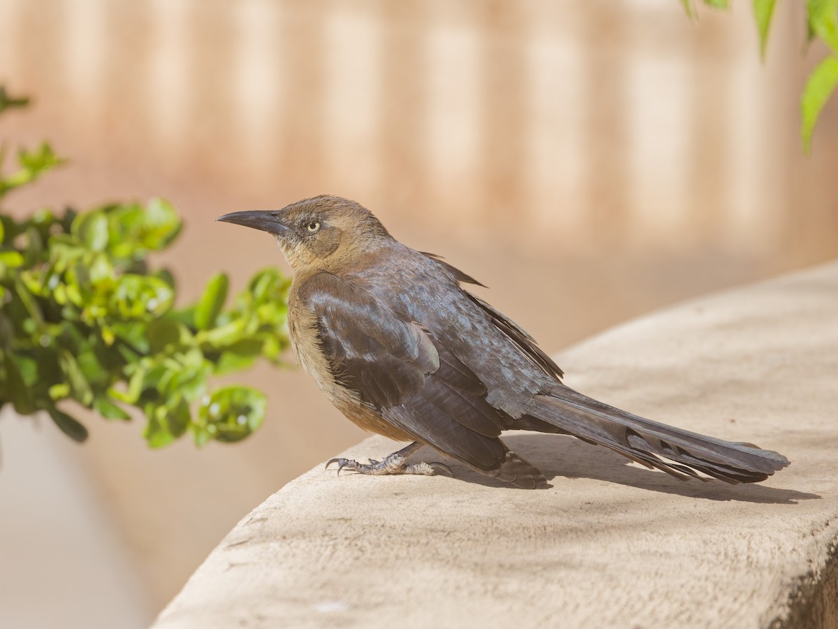 Great-tailed Grackle - Angus Wilson