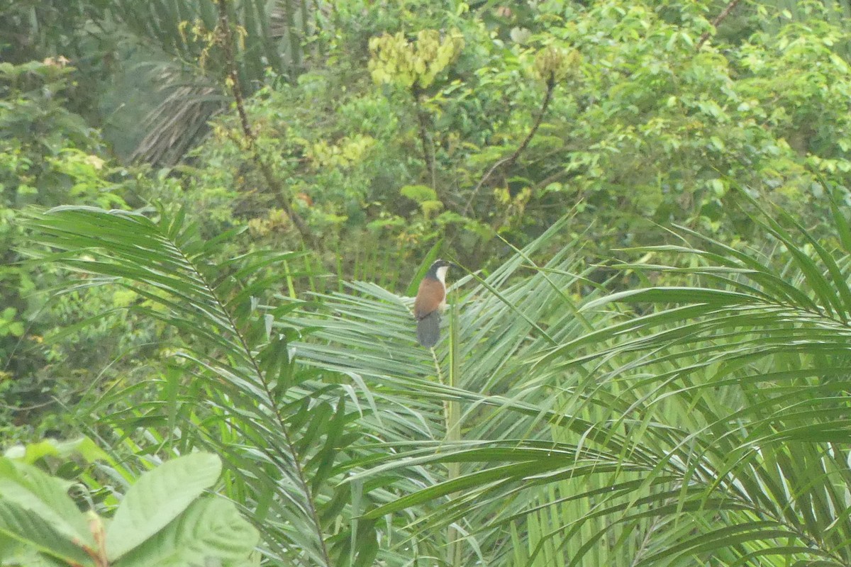 Blue-headed Coucal - ML616559977