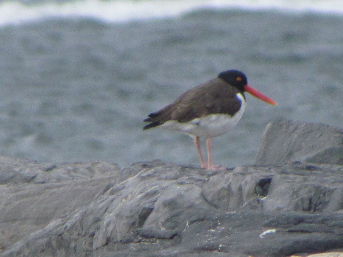 American Oystercatcher - Kenneth Pangbourne