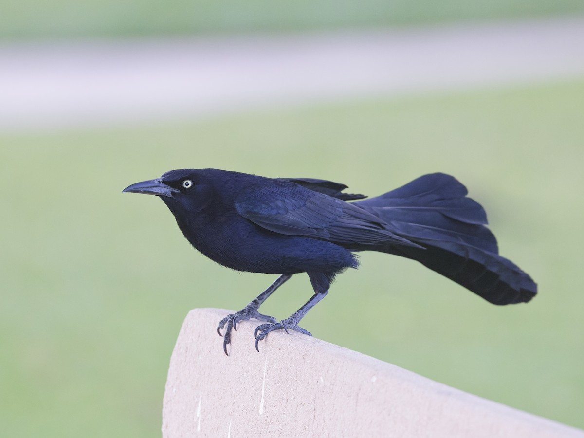 Great-tailed Grackle - Angus Wilson