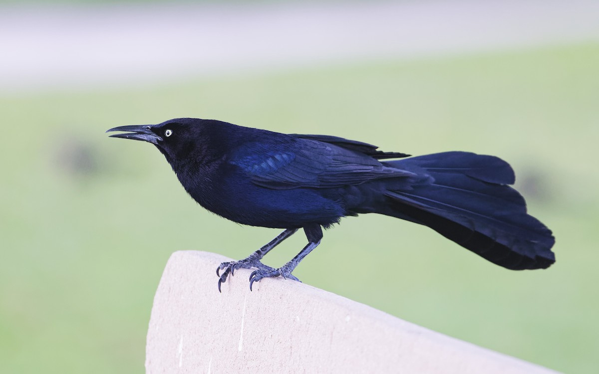 Great-tailed Grackle - Angus Wilson