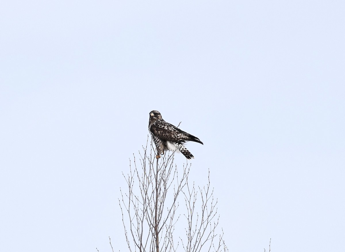 Rough-legged Hawk - ML616560008