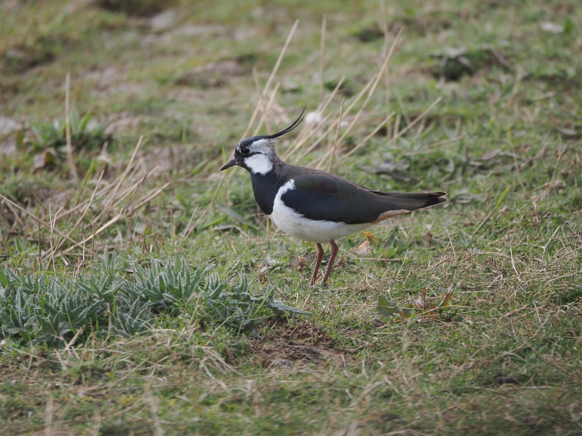 Northern Lapwing - ML616560012