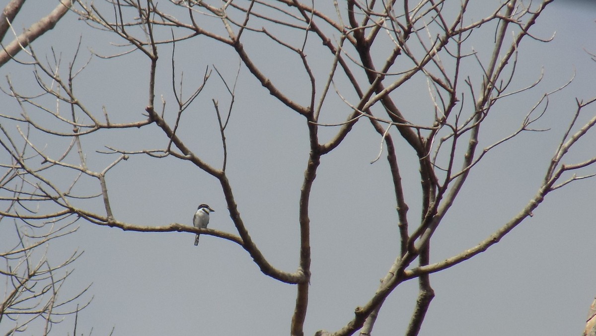 Pied Puffbird - ML616560028