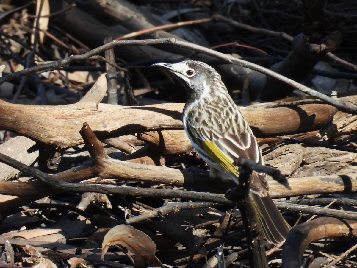 White-fronted Honeyeater - Helen Erskine-Behr