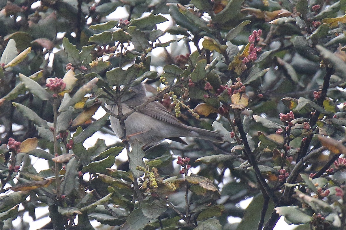 Moltoni's/Western/Eastern Subalpine Warbler - ML616560118