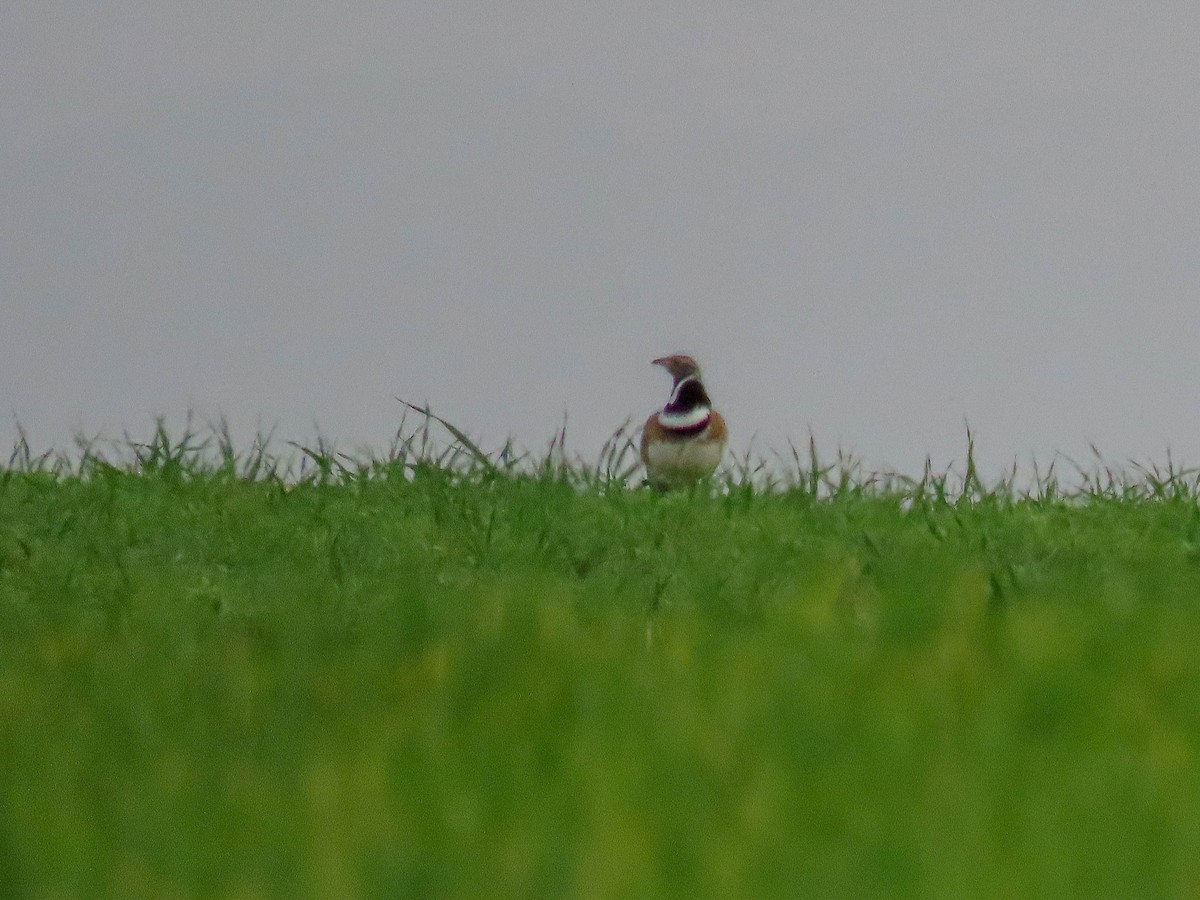 Little Bustard - ML616560137