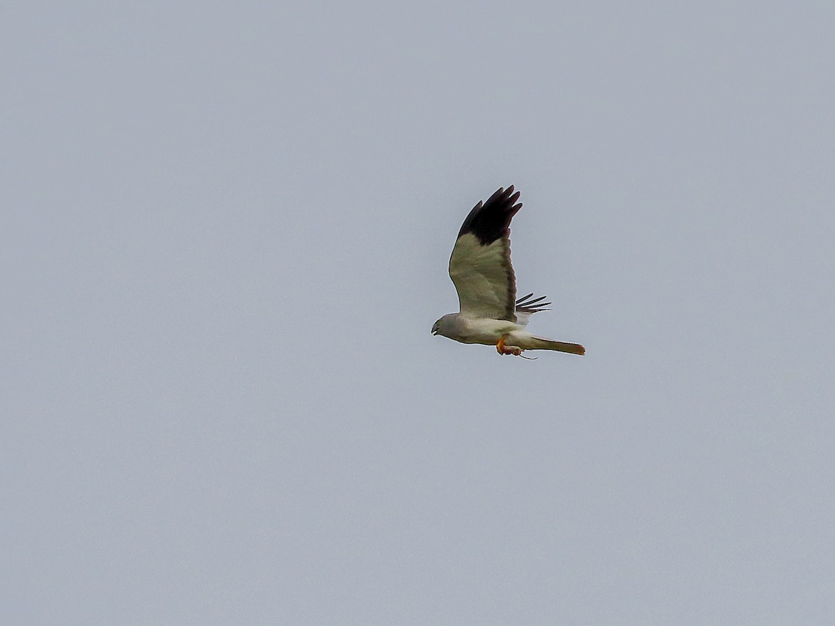 Hen Harrier - ML616560147