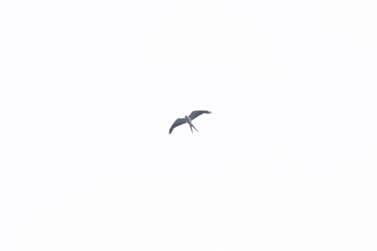 Swallow-tailed Kite - Matias Condorí