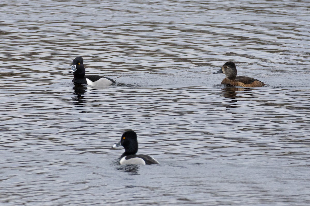 Ring-necked Duck - ML616560183