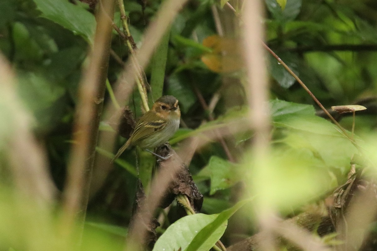 Ochre-faced Tody-Flycatcher - Matias Condorí