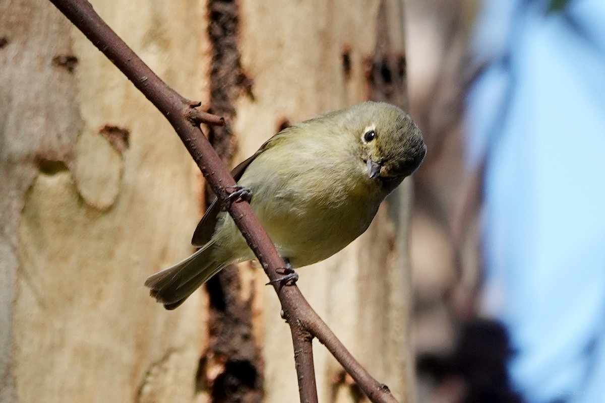 eikevireo - ML616560193